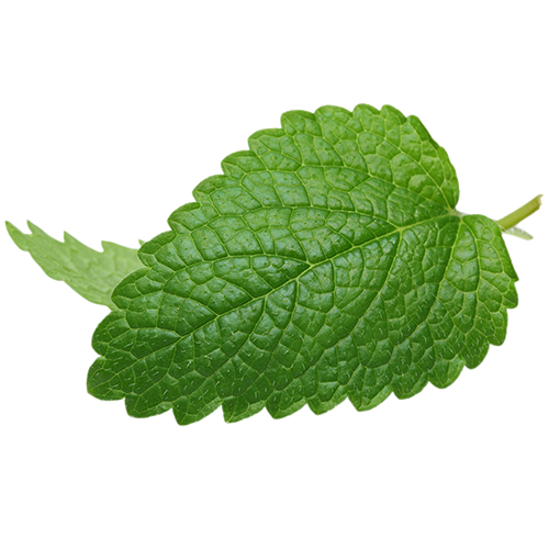 leaf-sm